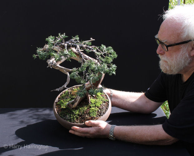 juniper bonsai